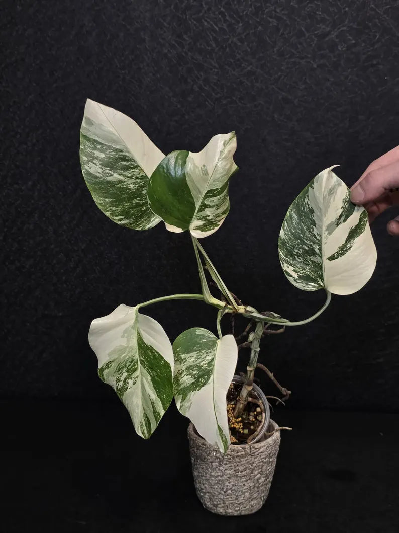 Variegated Monstera Albo - Rare White Monstera Borsigiana Baby Plant - EXACT Plant - US Seller