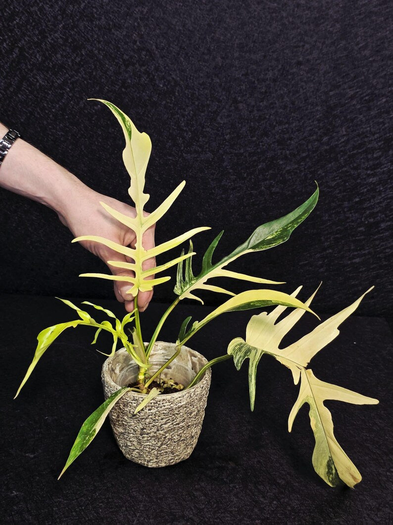 Rare Variegated Philodendron Florida Beauty x Tortum Live Plant - Split Leaf Aroid - Exotic Indoor Plant - Hybrid Aroid - US Seller