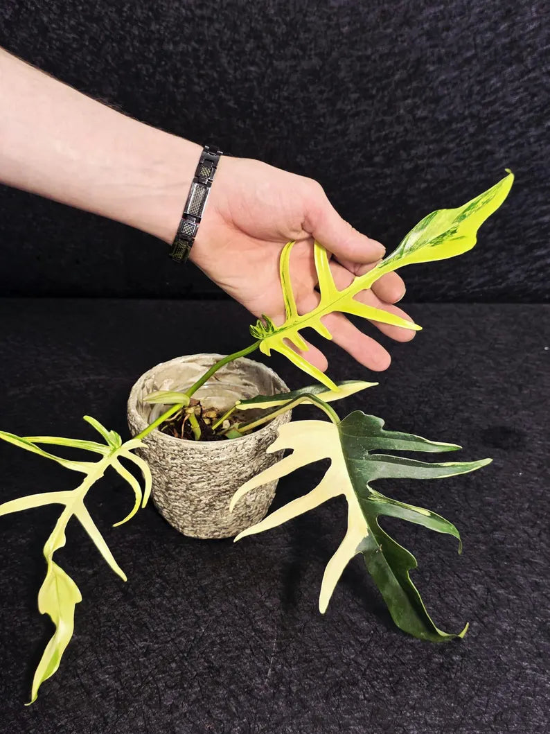 Rare Variegated Philodendron Florida Beauty x Tortum Live Plant - Split Leaf Aroid - Exotic Indoor Plant - Hybrid Aroid - US Seller