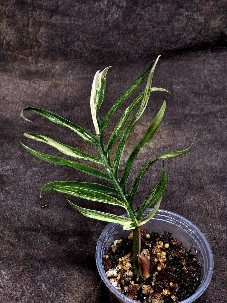 Rare Philodendron Tortum Variegated Live Plant - Split Leaf Philodendron - Variegated Aroid - Exotic Indoor Plant - US Seller