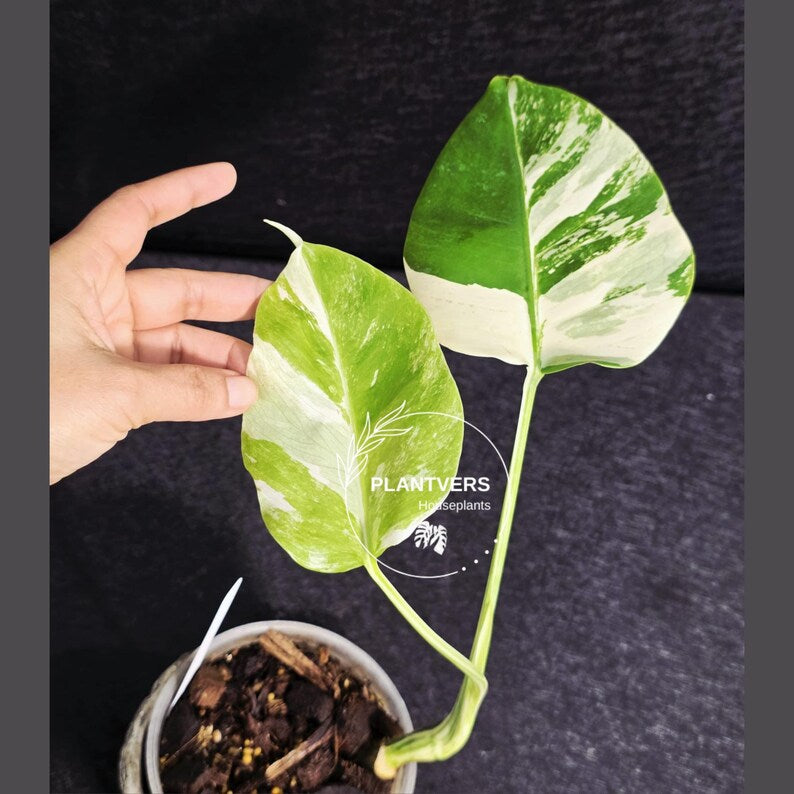 Variegated Monstera Albo - Rare White Monstera Borsigiana Baby Plant - EXACT Plant - US Seller