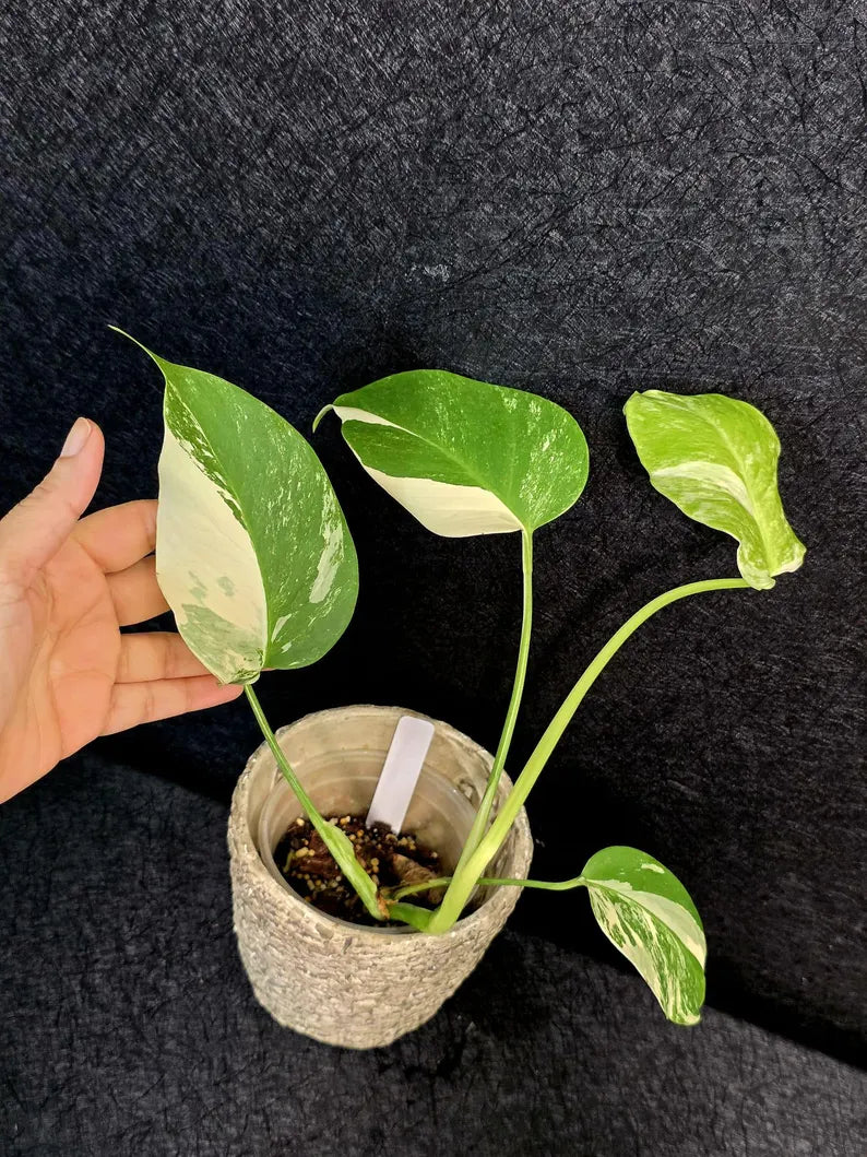 Variegated Monstera Albo - Rare White Monstera Borsigiana Baby Plant - EXACT Plant - US Seller