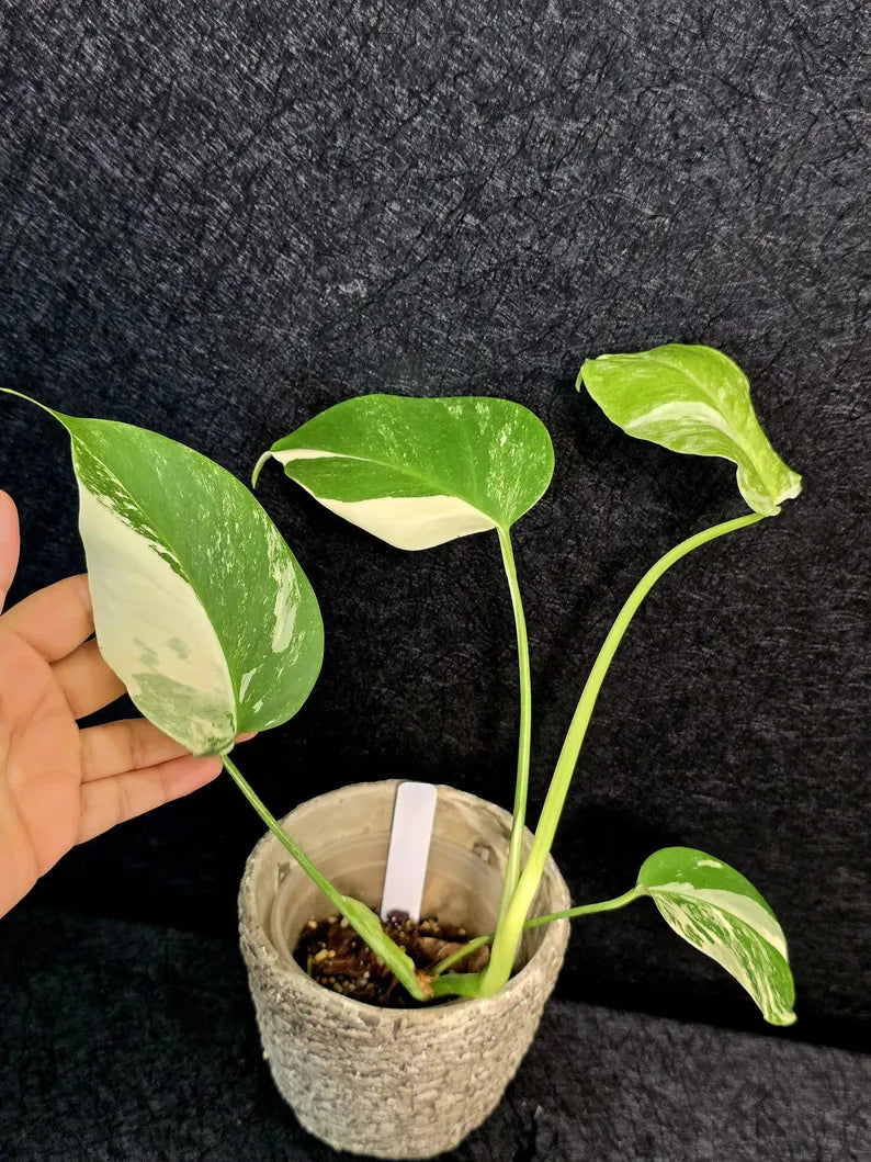 Variegated Monstera Albo - Rare White Monstera Borsigiana Baby Plant - EXACT Plant - US Seller