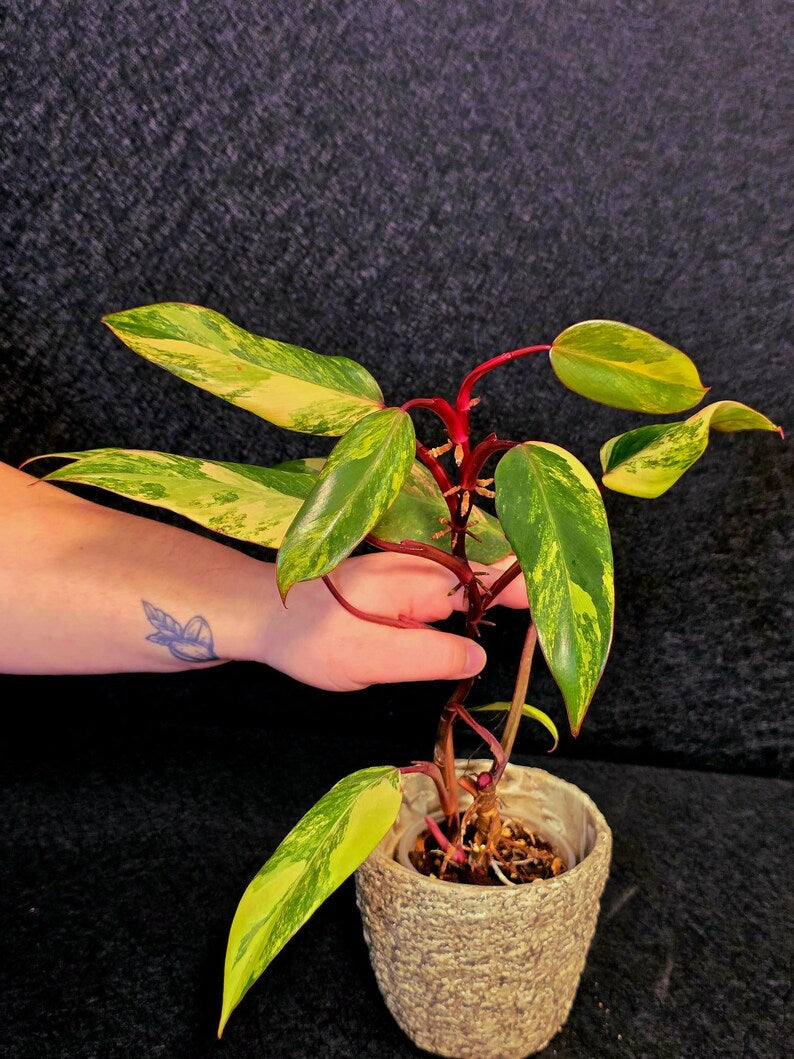 Variegated Philodendron Strawberry Shake Live Plant - Rare Collector Plant - EXACT Plant - US Seller