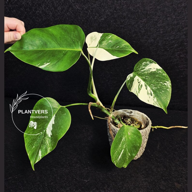 Variegated Monstera Albo EXACT Live Plant - Indoor White Monstera Albo Borsigiana Plant - Albo Baby Leaf Plant - Rare Houseplant - US Seller