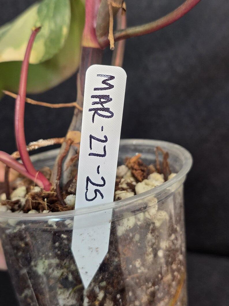 Variegated Philodendron Strawberry Shake Live Plant - Rare Collector Plant - EXACT Plant - US Seller