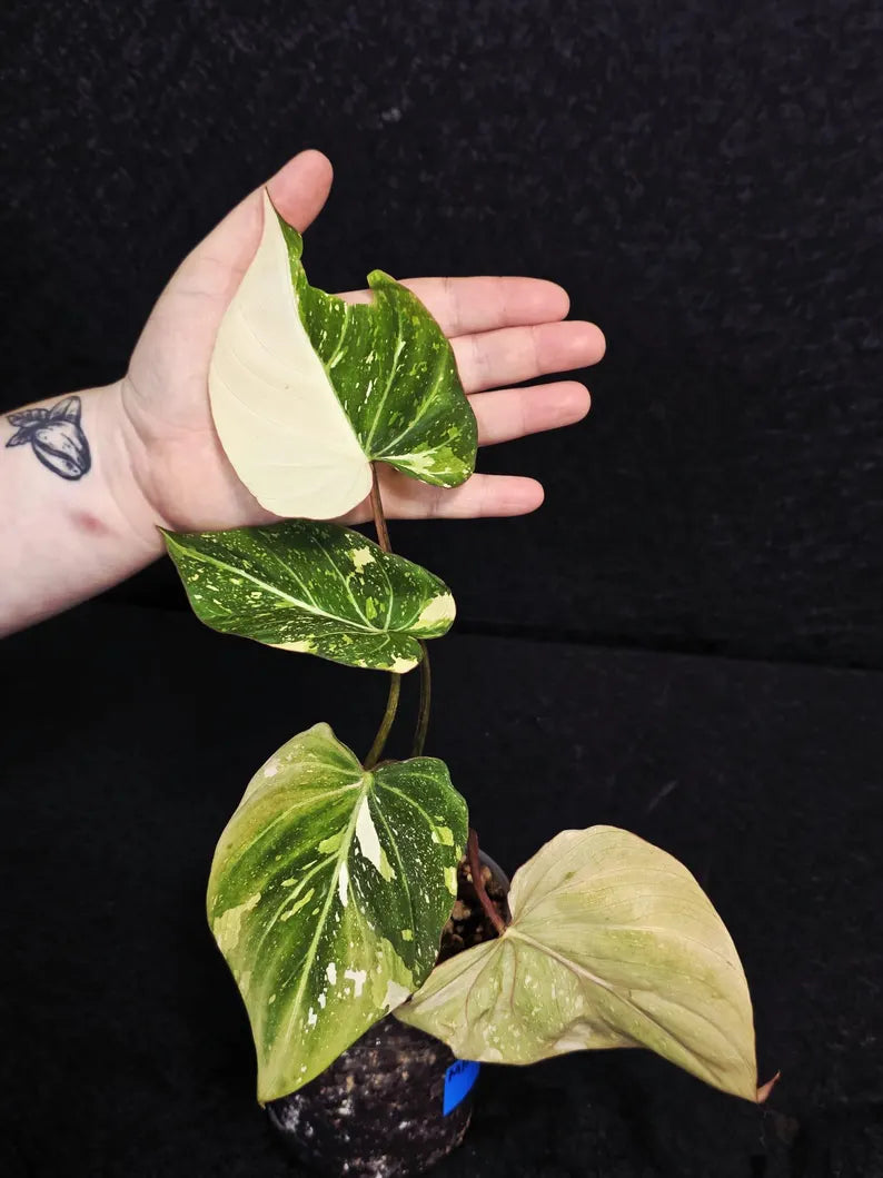 Super Rare Plants