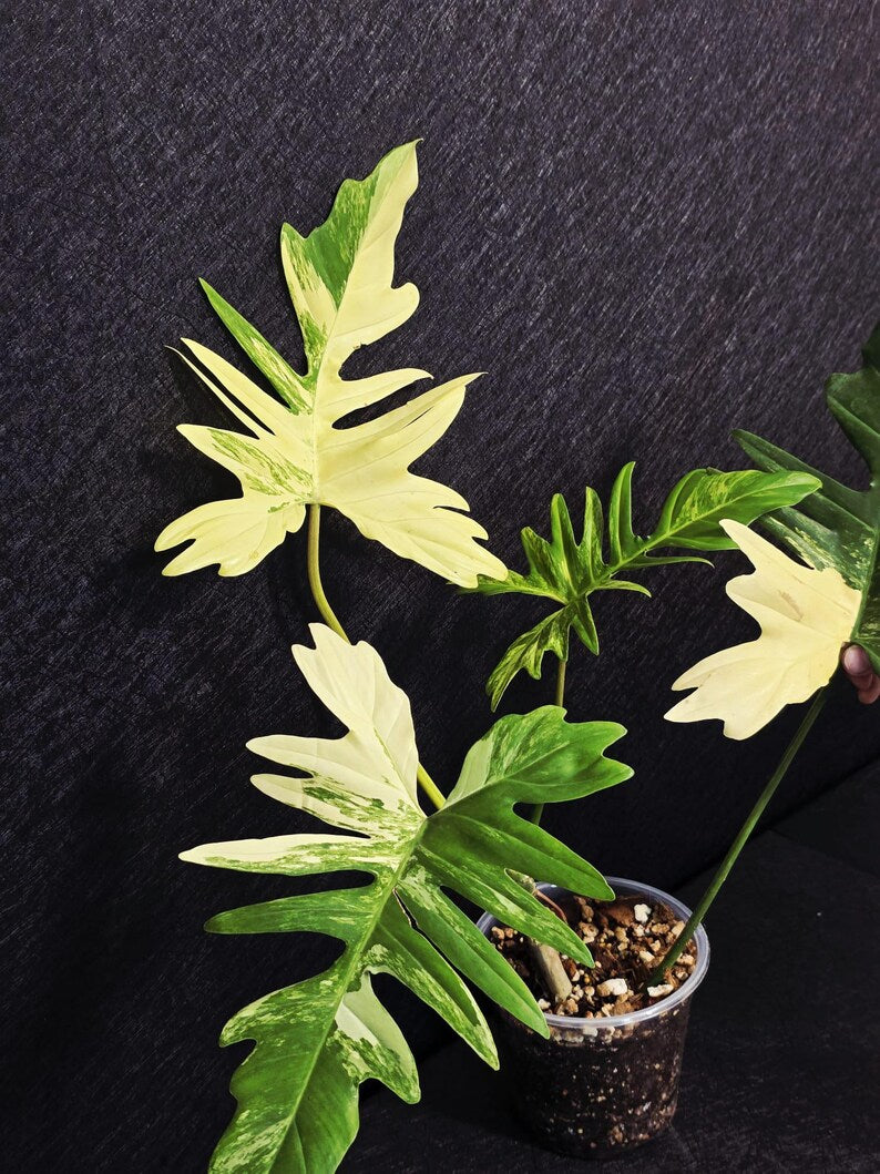 Variegated Philodendron Florida Beauty x Mayoi - Super Rare Plant - Exact Same Plant - US Seller