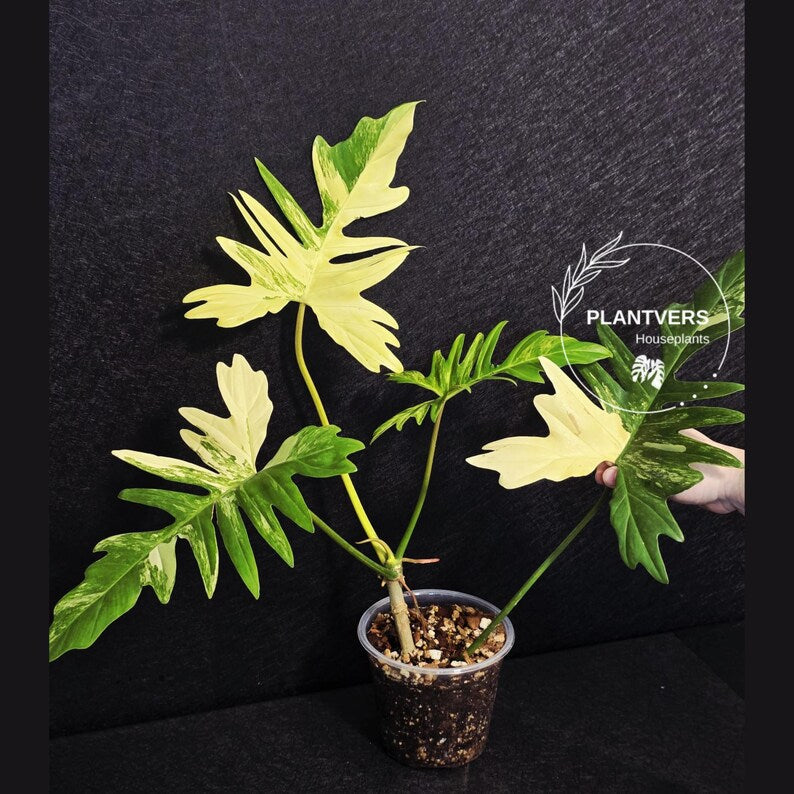 Variegated Philodendron Florida Beauty x Mayoi - Super Rare Plant - Exact Same Plant - US Seller