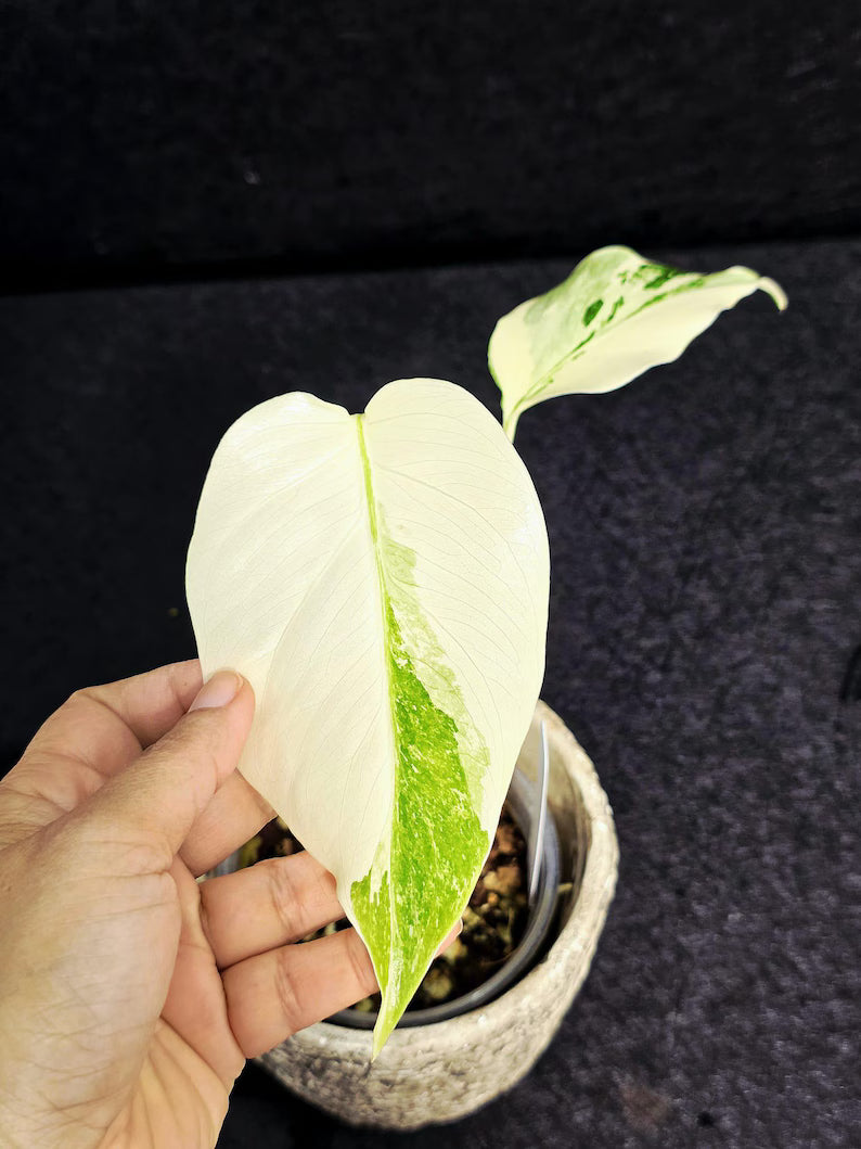 Variegated Monstera Albo - Rare White Monstera Borsigiana Baby Plant - EXACT Plant - US Seller