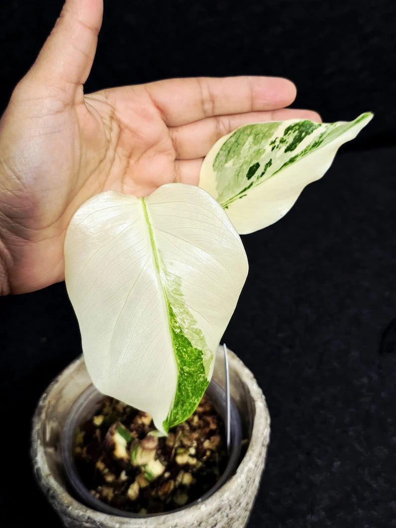 Variegated Monstera Albo - Rare White Monstera Borsigiana Baby Plant - EXACT Plant - US Seller