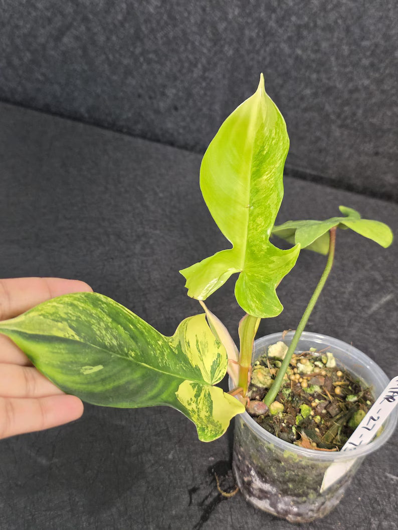 Variegated Philodendron Florida Beauty - Rare Variegated Aroid Live Plant - Climbing Indoor Houseplant - Exotic Collector Plant - US Seller