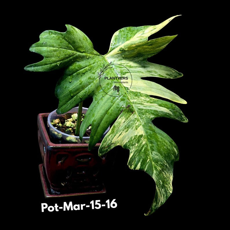 Variegated Philodendron Florida Beauty x Mayoi Exact Plant - Super RARE Live Plants - Stunning Hybrid Aroid with Marbled Foliage - US Seller
