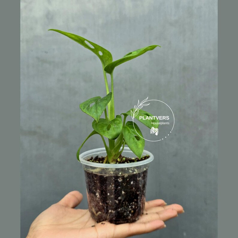 Swiss Cheese Plant in 2" Pot – Monstera Adansonii Live | Hanging Vining Houseplant | Tropical Indoor Plant | Gift for Her