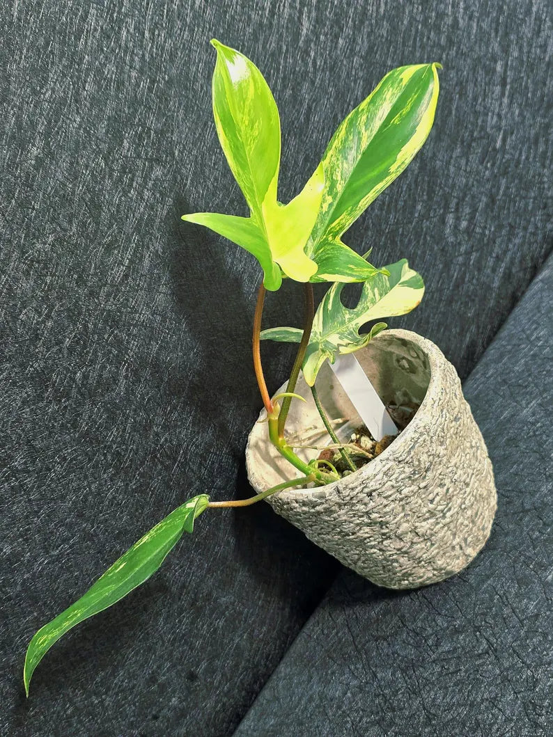 Variegated Philodendron Florida Beauty in a Nursery Pot - Rare Collector Plant - Exact Plant - US Seller