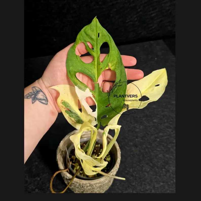 Variegated Monstera Adansonii Albo - Rare Swiss Cheese EXACT Same Plant - US Seller