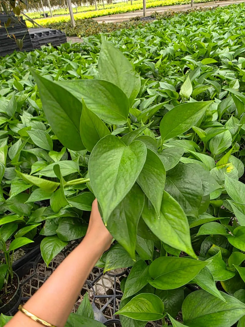 Jade Pothos in 4" Nursery Pot - Epipremnum Aureum Green Indoor Houseplant - Easy Care Plant - Low Light Plant - Live Trailing Plant Gift