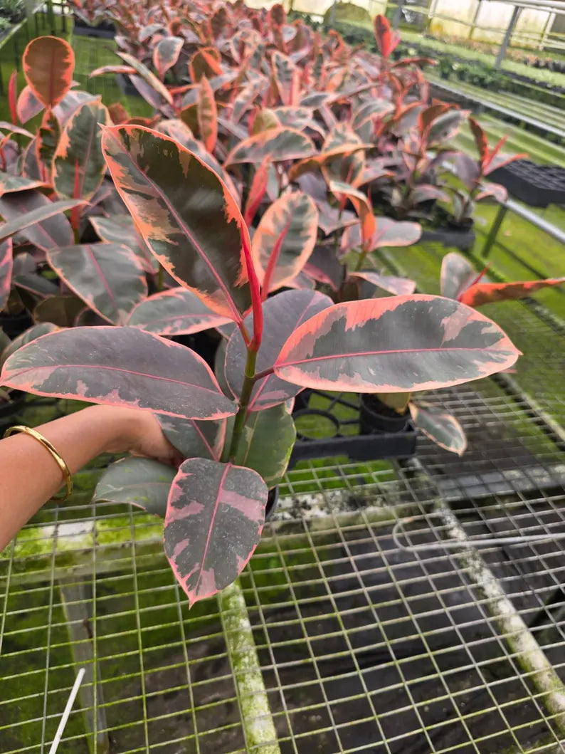 Ficus Ruby in 4" Nursery Pot - Ficus Elastica Ruby - Variegated Rubber Plant - Indoor Houseplant - Pink Plant - Easy Care Live Plant