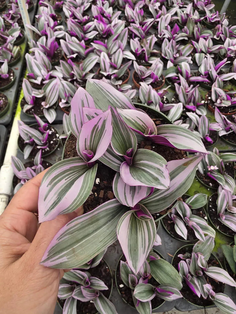 Tradescantia Nanouk in a 4" Nursery Pot - Pink Purple Houseplant - Indoor Trailing Plant - Easy Care Live Plant
