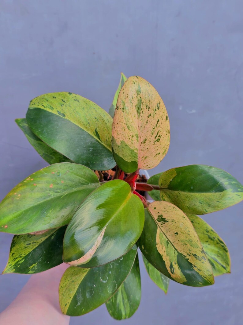 red congo plant