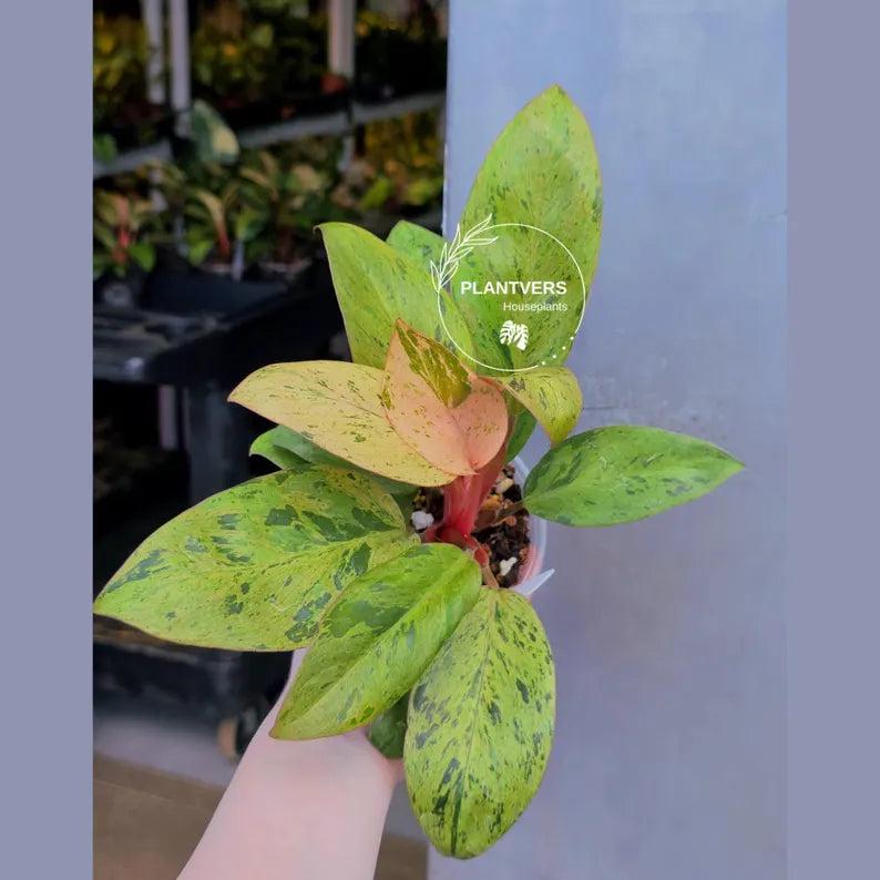 Philodendron Red Congo