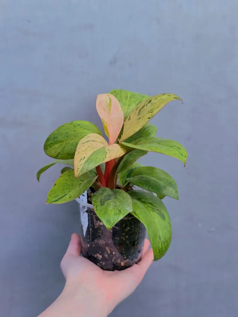 philodendron congo