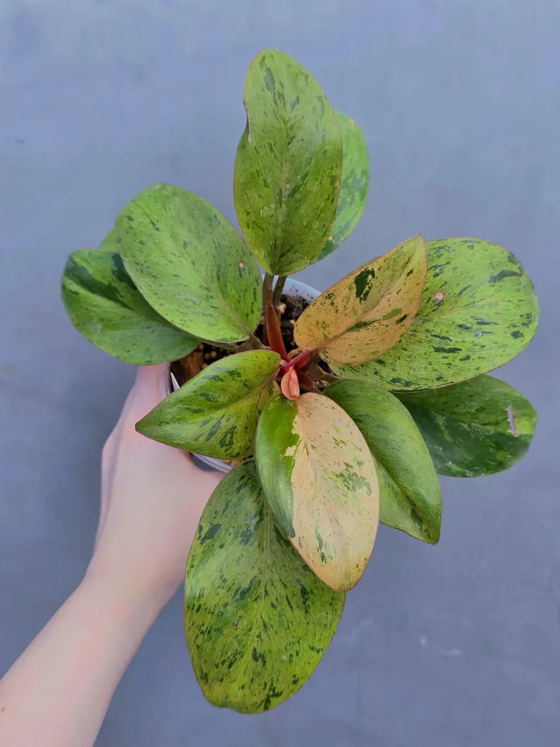 dwarf red congo