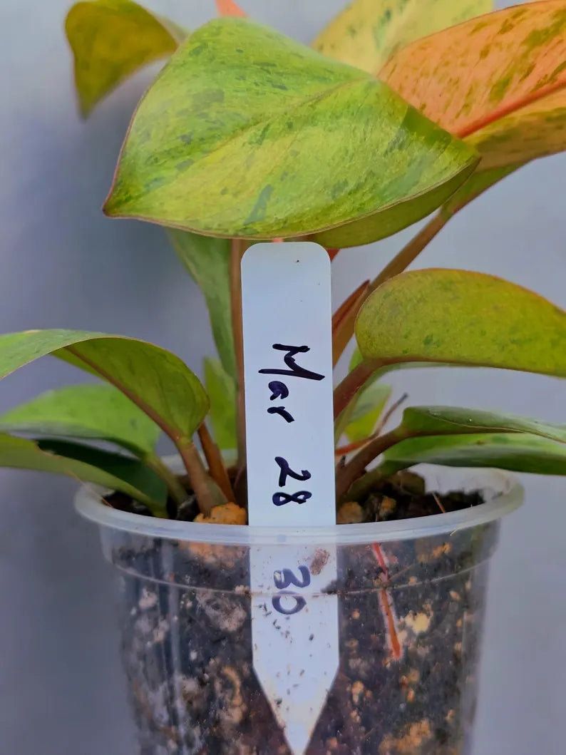 Tropical Houseplant