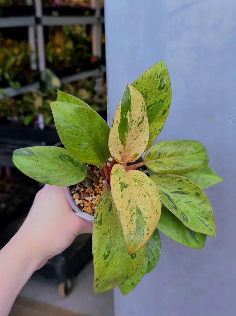 dwarf red congo
