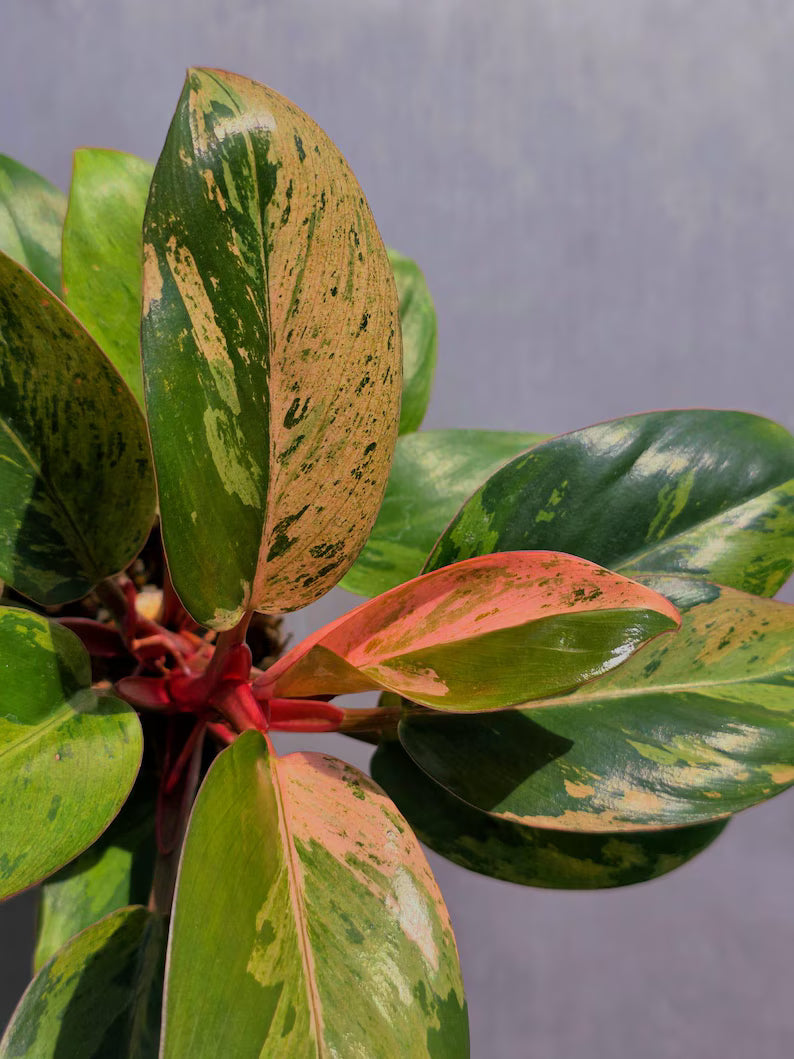 Red Congo