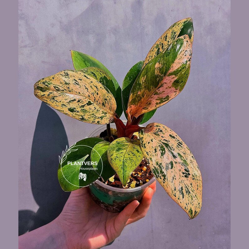 philodendron congo