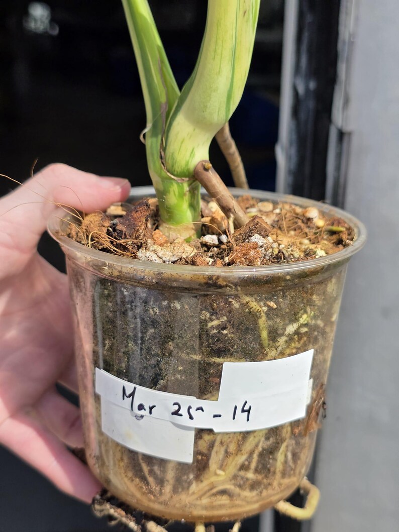 collector plant