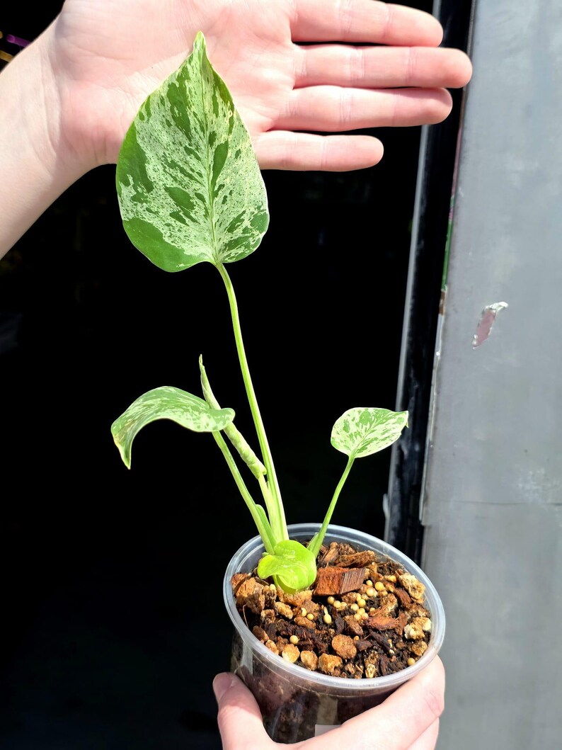 rare monstera