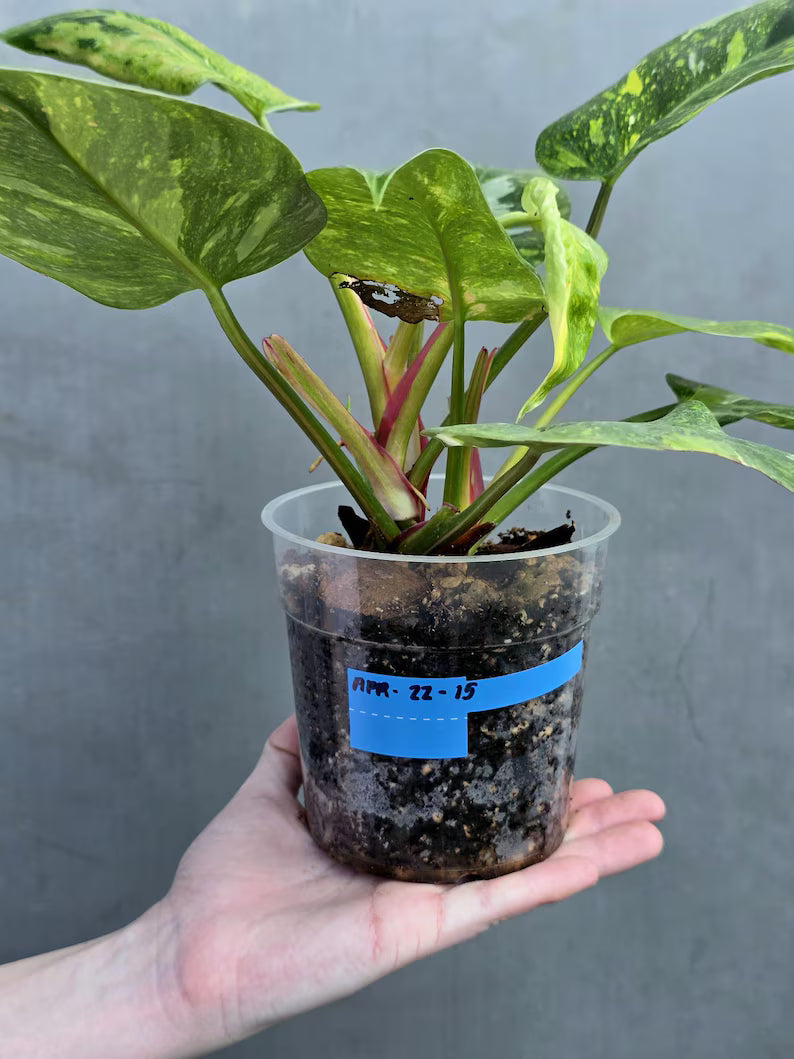 Variegated Philodendron White Princess Tricolor - Super Rare Live Collector Plant - Pink White Green Indoor Climbing Houseplant - US Seller