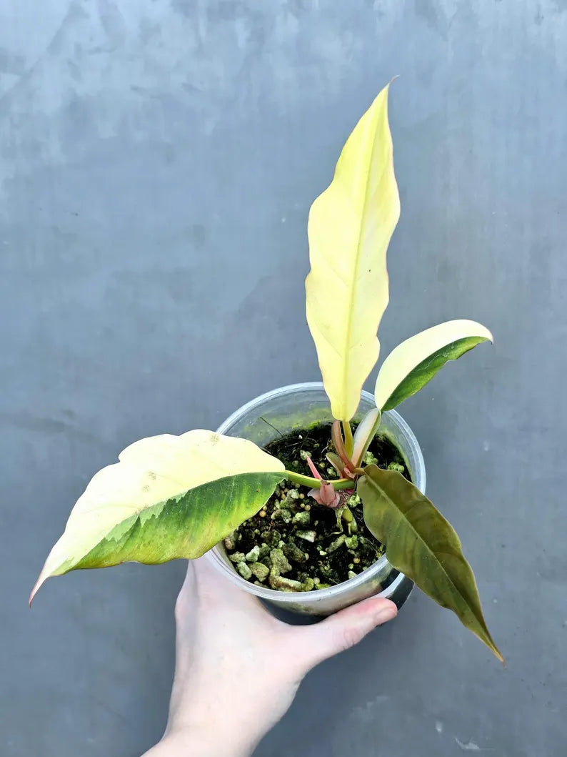 Super Rare Variegated Philodendron Caramel Marble EXACT Plant - Easy Care Indoor Plant - Stunning Collector’s Aroid - Gift Plant - US Seller