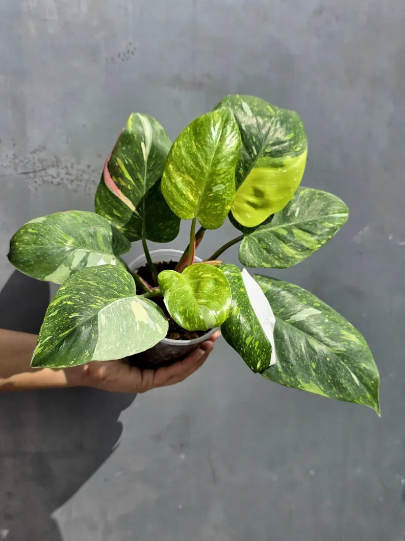 Variegated Philodendron White Princess Tricolor - Super Rare Live Collector Plant - Pink White Green Indoor Climbing Houseplant - US Seller