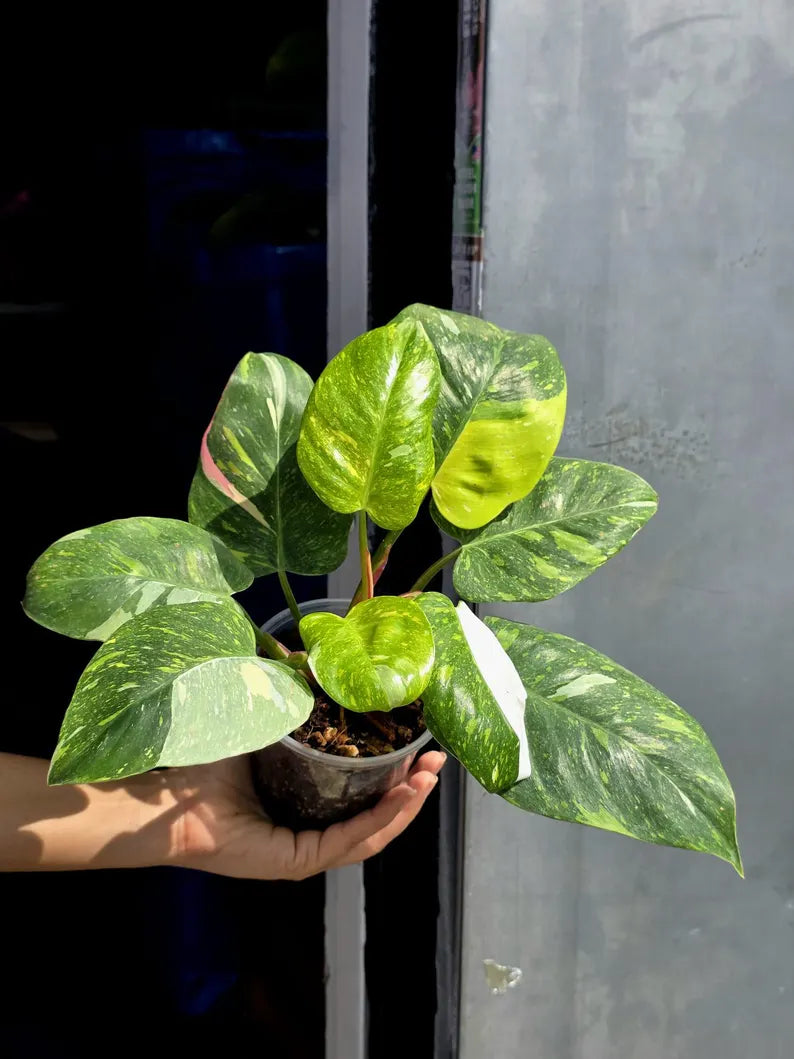 Variegated Philodendron White Princess Tricolor - Super Rare Live Collector Plant - Pink White Green Indoor Climbing Houseplant - US Seller