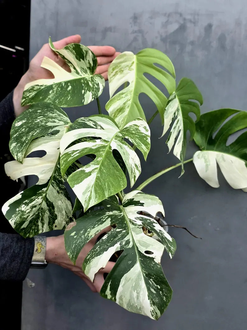 Rare Variegated Monstera Albo - White Albo Borsigiana Mature EXACT Plant - Large Form - US Seller