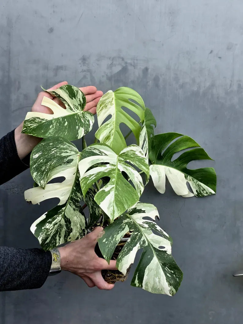 Rare Variegated Monstera Albo - White Albo Borsigiana Mature EXACT Plant - Large Form - US Seller