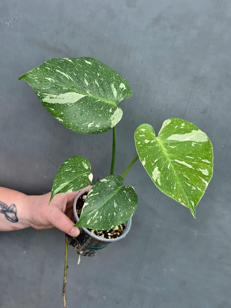 Variegated Monstera Thai Constellation Live Plant - Rare Collector Plant - EXACT Plant - US Seller