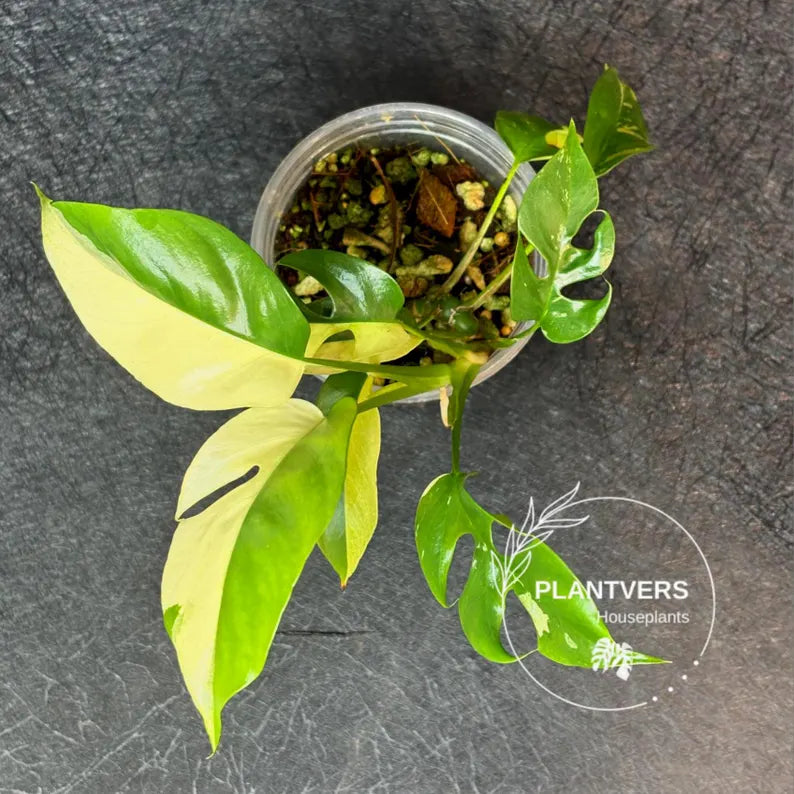Variegated Rhaphidophora Tetrasperma Albo - Rare Collector Plant - Exact SAME Plant - US Seller