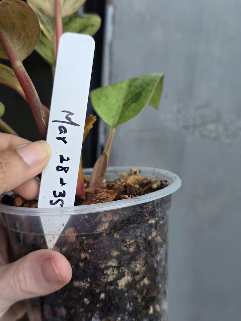 philodendron congo