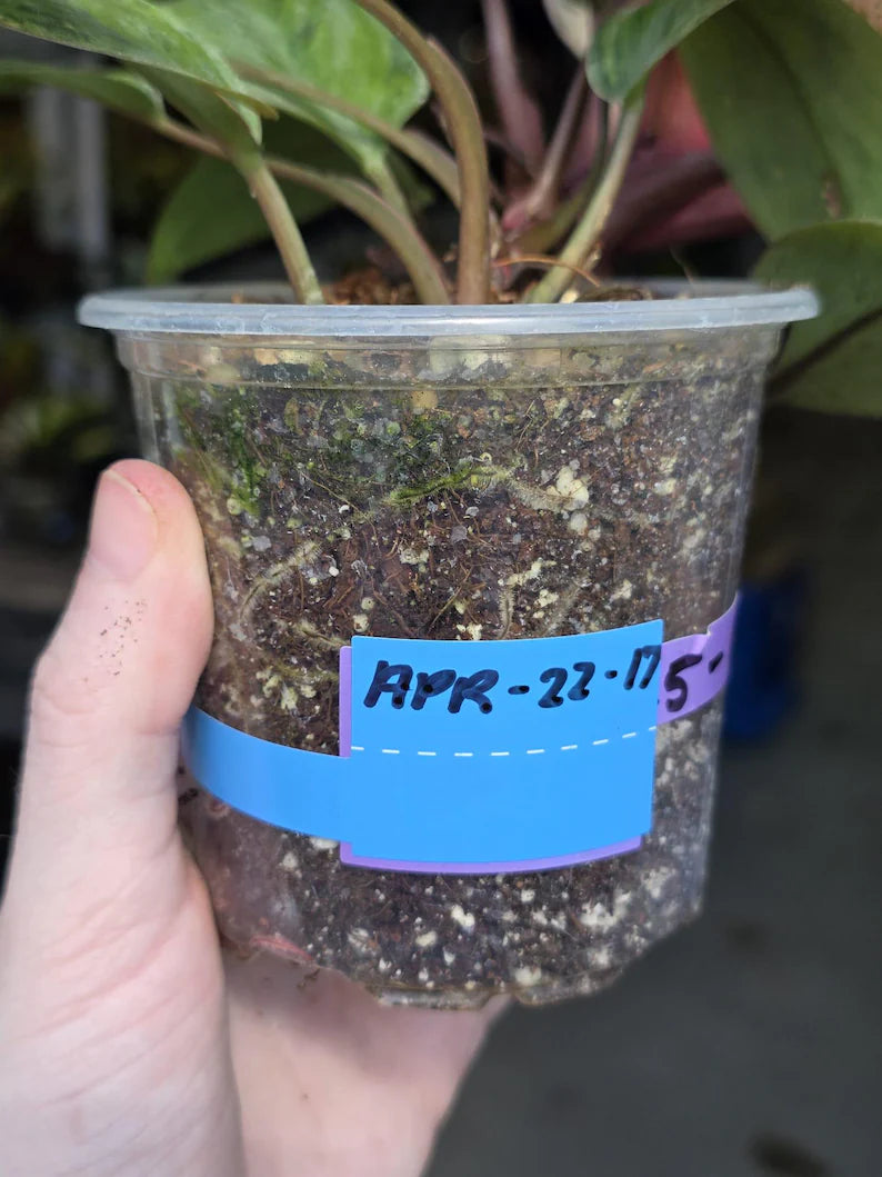 aroid plants