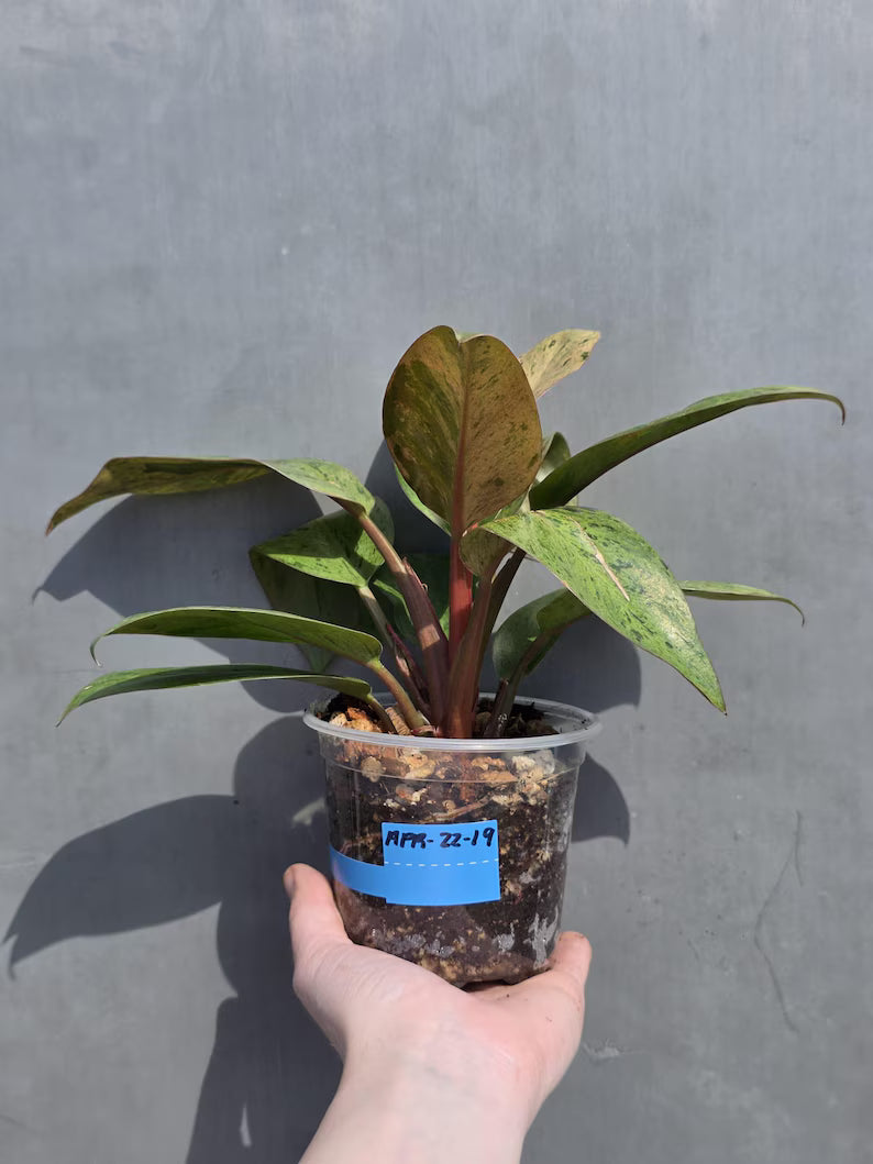 red congo plant