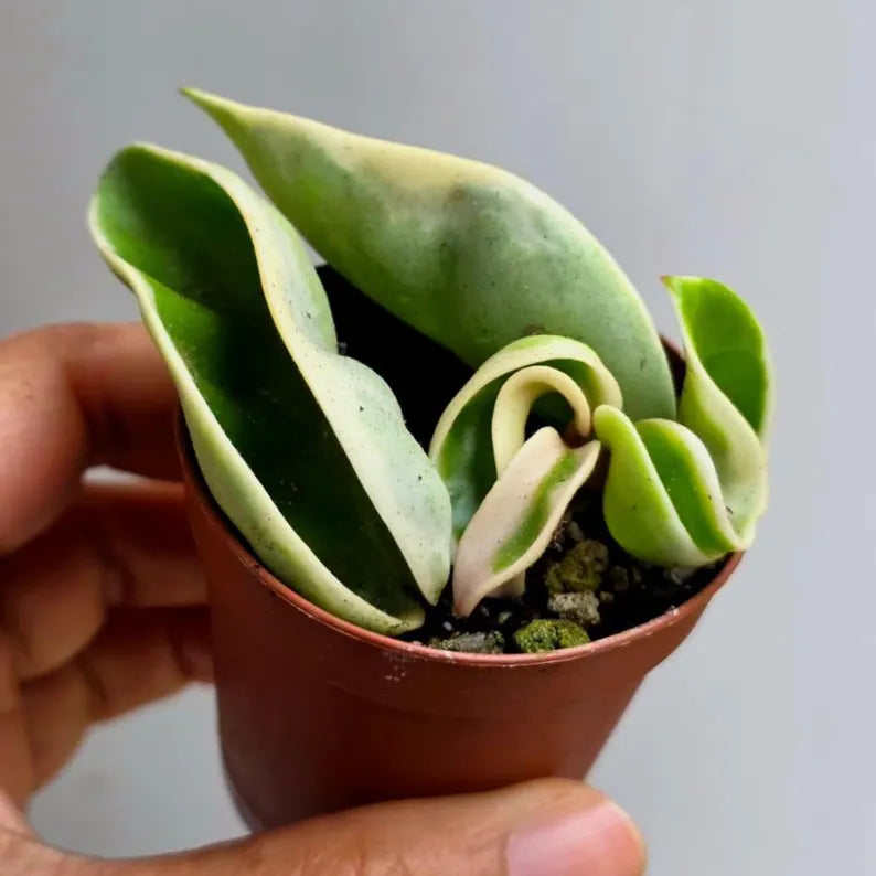 Variegated Hindu Rope in 2β Nursery Pot - Hoya Carnosa Compacta Variegated - Rare Indoor Plant - Curling Rope Plant
