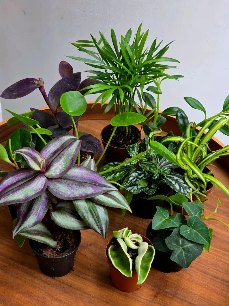 Set of 10 Tropical Indoor Plants in 2” Nursery Pots - Live Houseplant Collection - Assorted Mini Plants - Indoor Plant Bundle - Gift Set