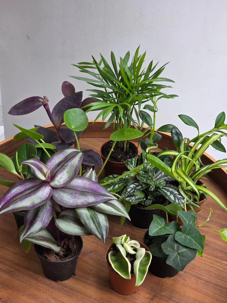 Set of 10 Tropical Indoor Plants in 2” Nursery Pots - Live Houseplant Collection - Assorted Mini Plants - Indoor Plant Bundle - Gift Set