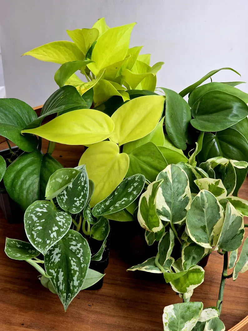 Set of 6 Vining Pothos & Philolendron Assortment in 3โ Nursery Pots - Live Indoor Plant Bundle - Trailing Houseplant Collection