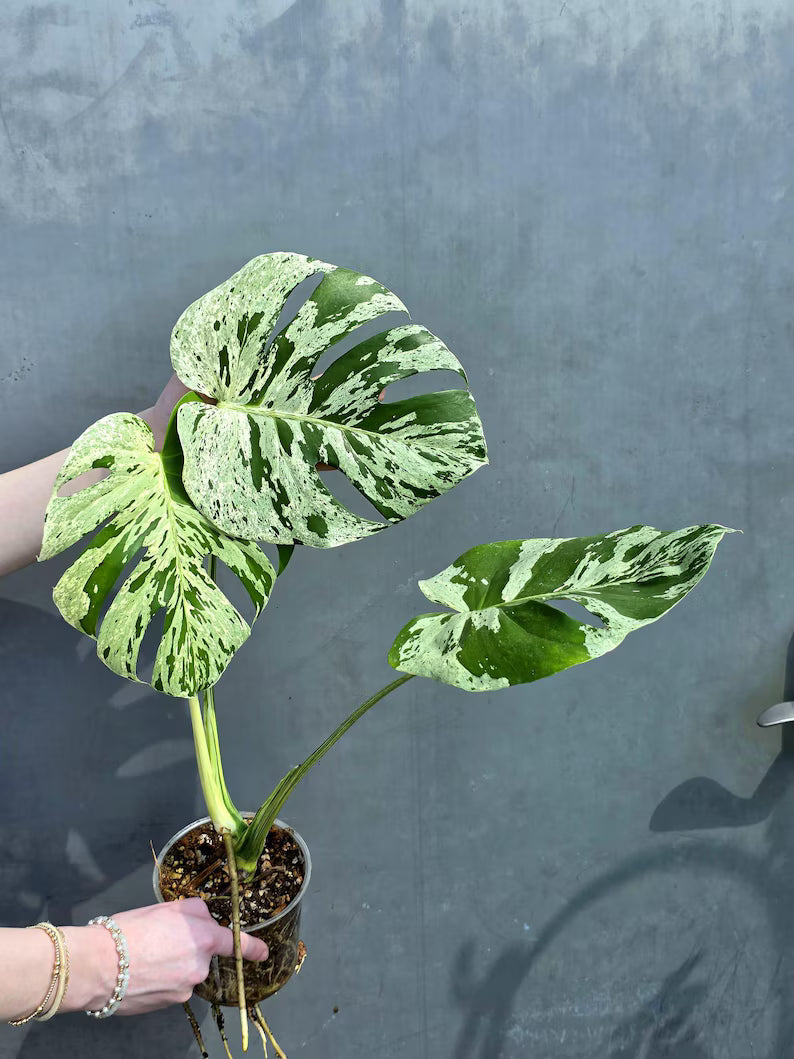 monstera plant