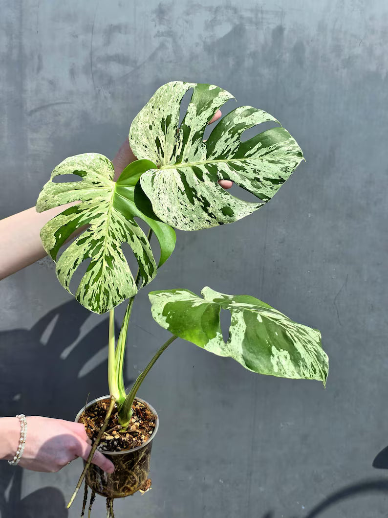 rare variegata plant